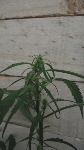 DSCF5667.JPG