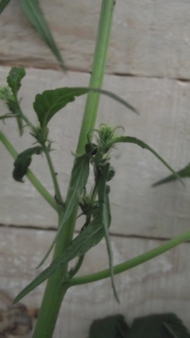 DSCF5668.JPG