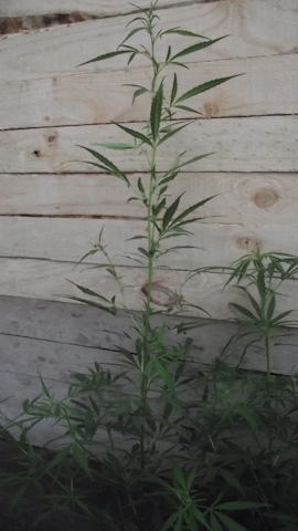 DSCF5675.JPG