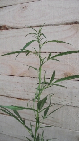 DSCF5674.JPG