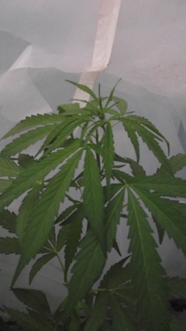 DSCF5721.JPG