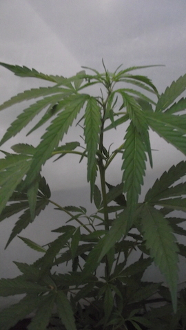 DSCF5725.JPG