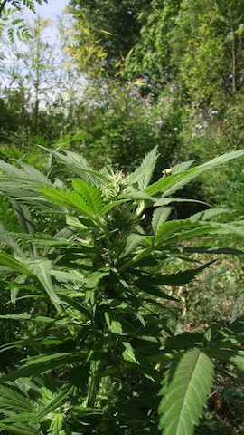 DSCF5761.JPG