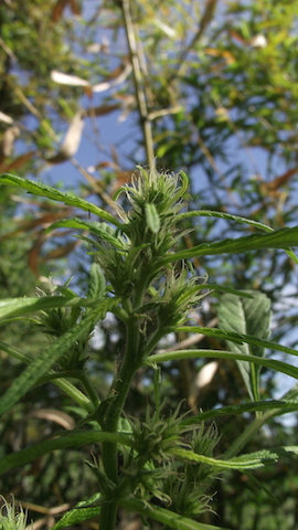 DSCF5774.JPG