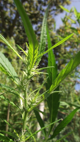 DSCF5777.JPG