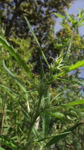 DSCF5778.JPG