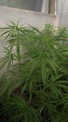 DSCF5800.JPG