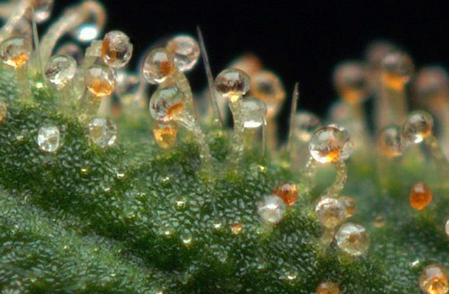 Cannabinoid-Profile-A-Crash-Course-in-THCa-The-Leaf-Online.jpg