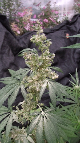 DSCF5843.JPG