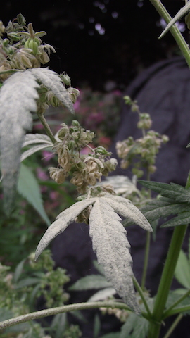 DSCF5855.JPG
