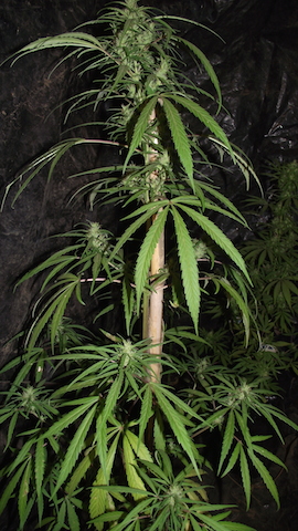 DSCF6016.JPG