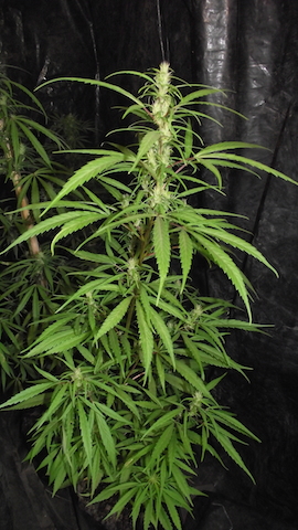 DSCF6023.JPG