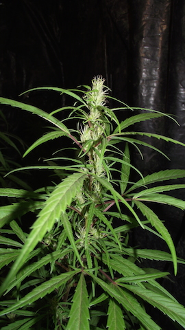 DSCF6024.JPG