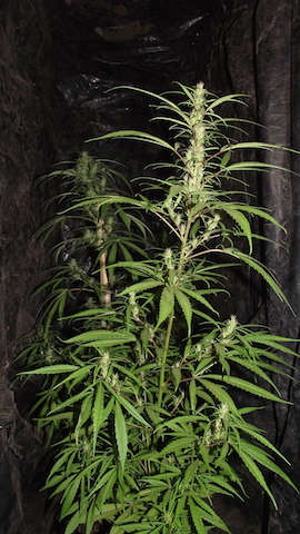 DSCF6026.JPG