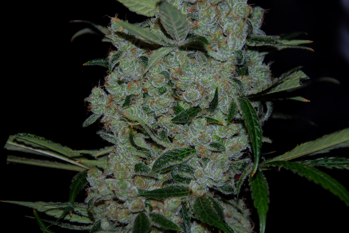 Purple Mexican DSC_0030.jpg
