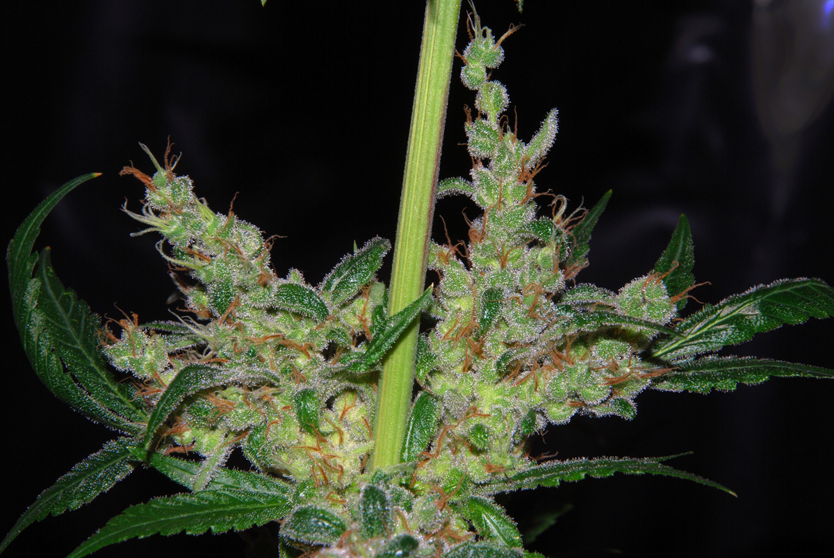 Purple Mexican DSC_0041.jpg
