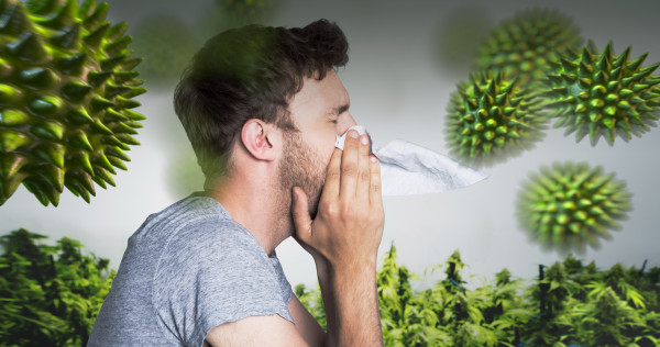 Cannabis_allergy_WIDE-600x316.jpg