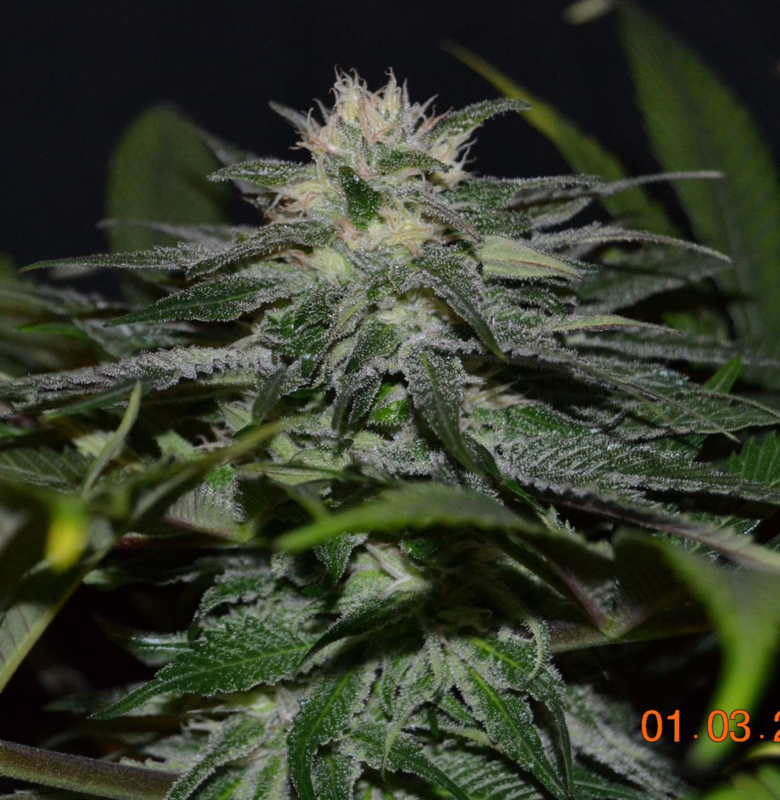 sweet chunk bx1 2 pequeña.jpg