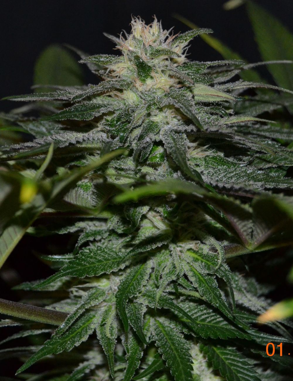 sweet chunk bx1 3 pequeña.jpg