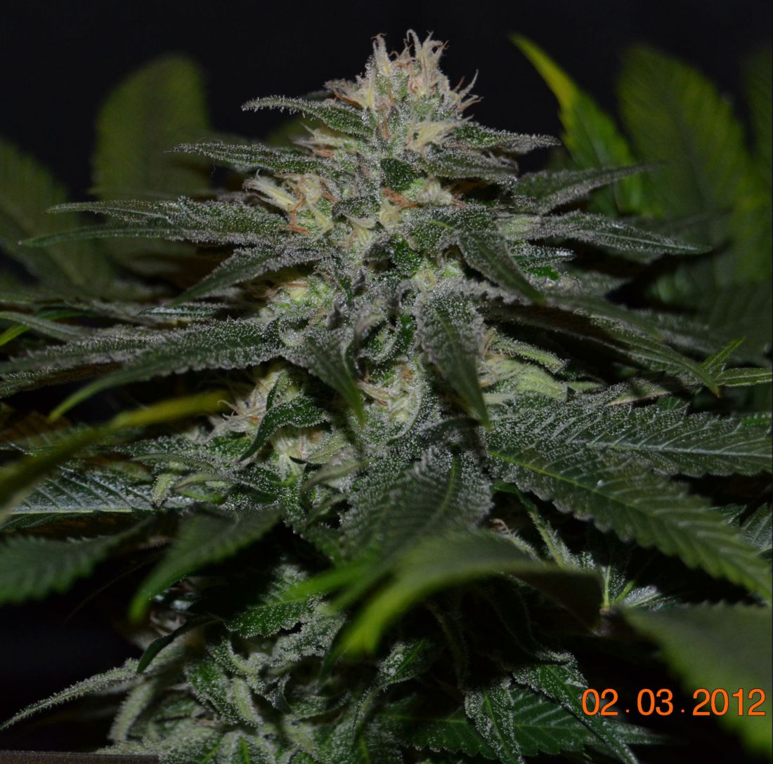 sweet chunk bx1 4 pequeña.jpg