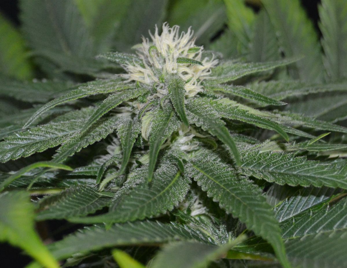 sweet chunk bx1 pequeña.jpg