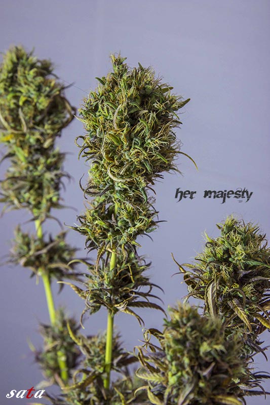 HER MAJESTY-2m.jpg