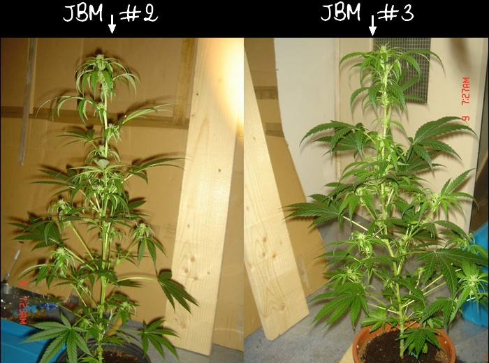 comparaison JBM.3.jpg