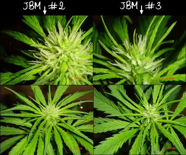 comparaison JBM.jpg