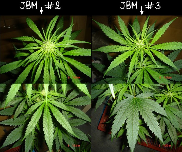 comparaison JBM.2.jpg