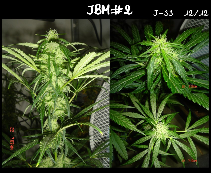 diapo JBM#2.jpg