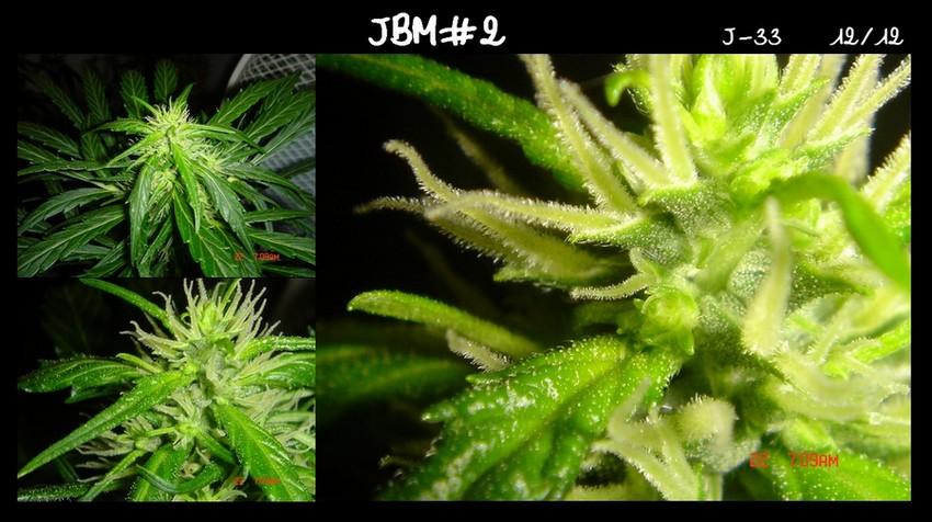 Diapo JBM#2 macro.jpg
