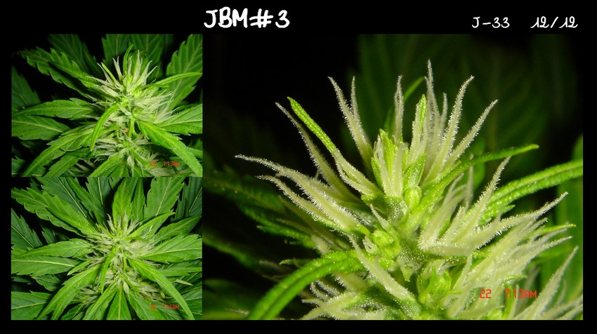 diapo JBM#3 macro.jpg