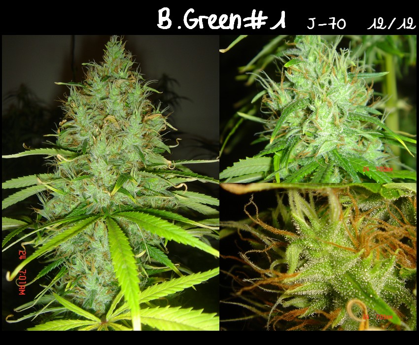 Diap.B.Green#1.jpg