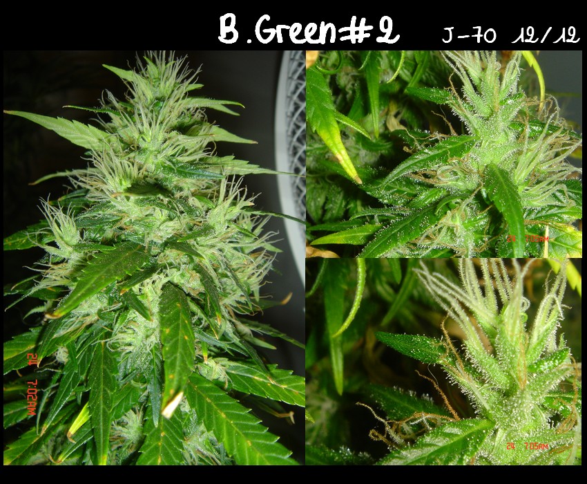 Diap.B.Green#2.jpg