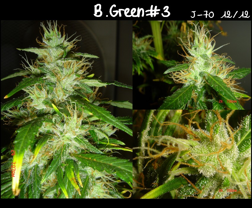 Diap.B.Green#3.jpg