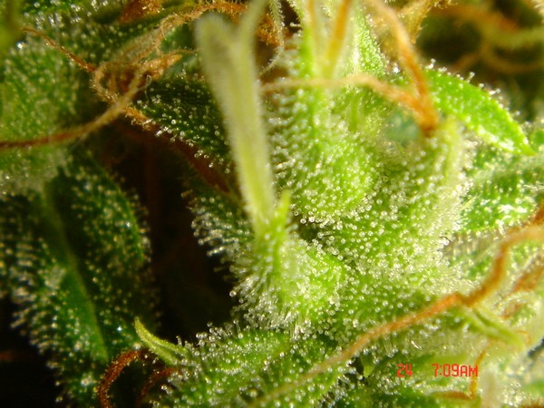 B.Green#1.9.JPG