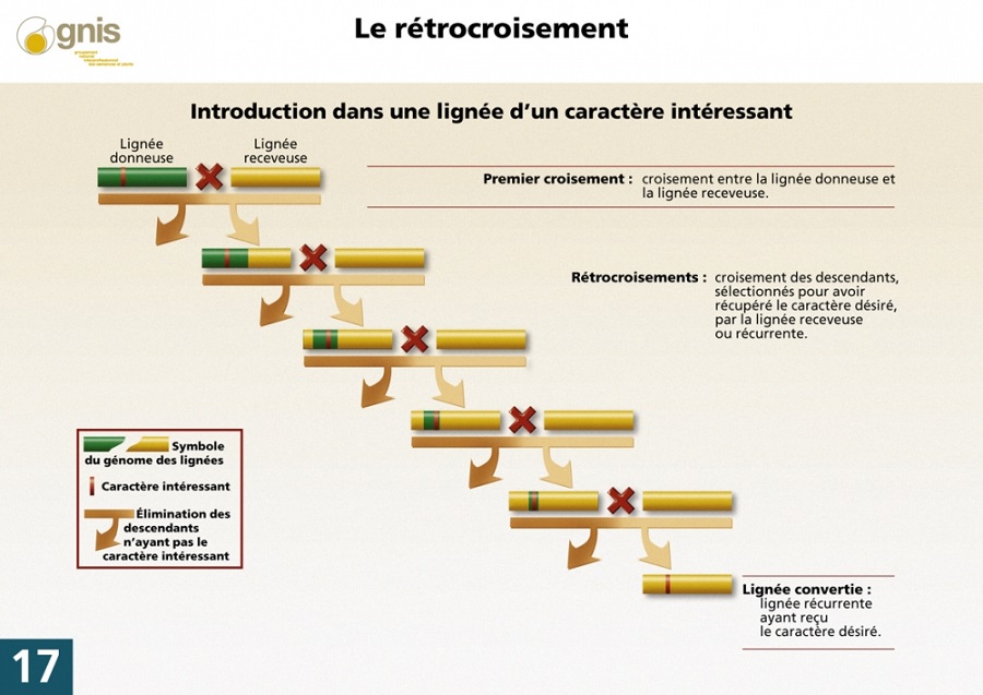 biotech-17---retrocroisement.jpg