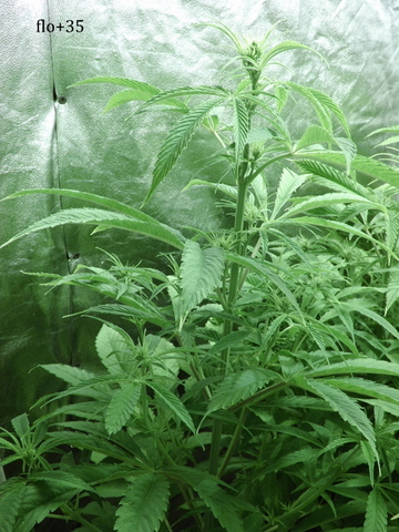 DSCF2248.JPG