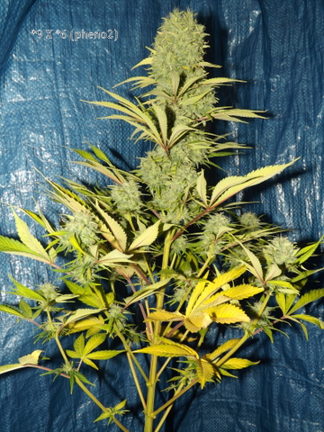 DSCF2390.JPG