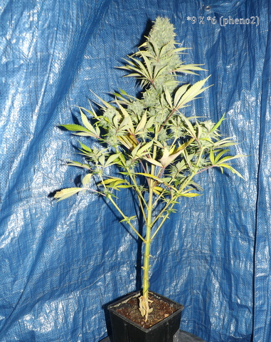 DSCF2388.JPG