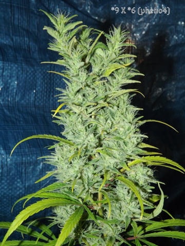 DSCF2521.JPG