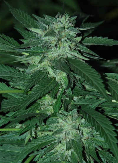 bubba delight pequeña.jpg