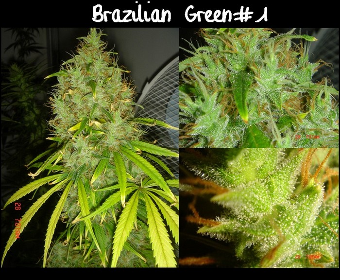 B.Green#1 concours.1.jpg