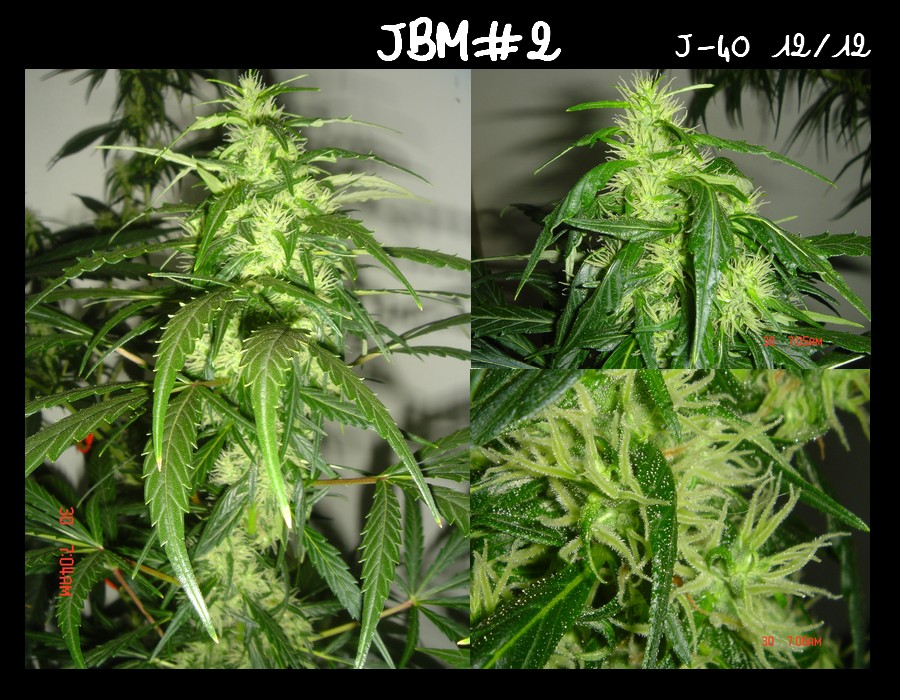 JBM#2 diap.jpg