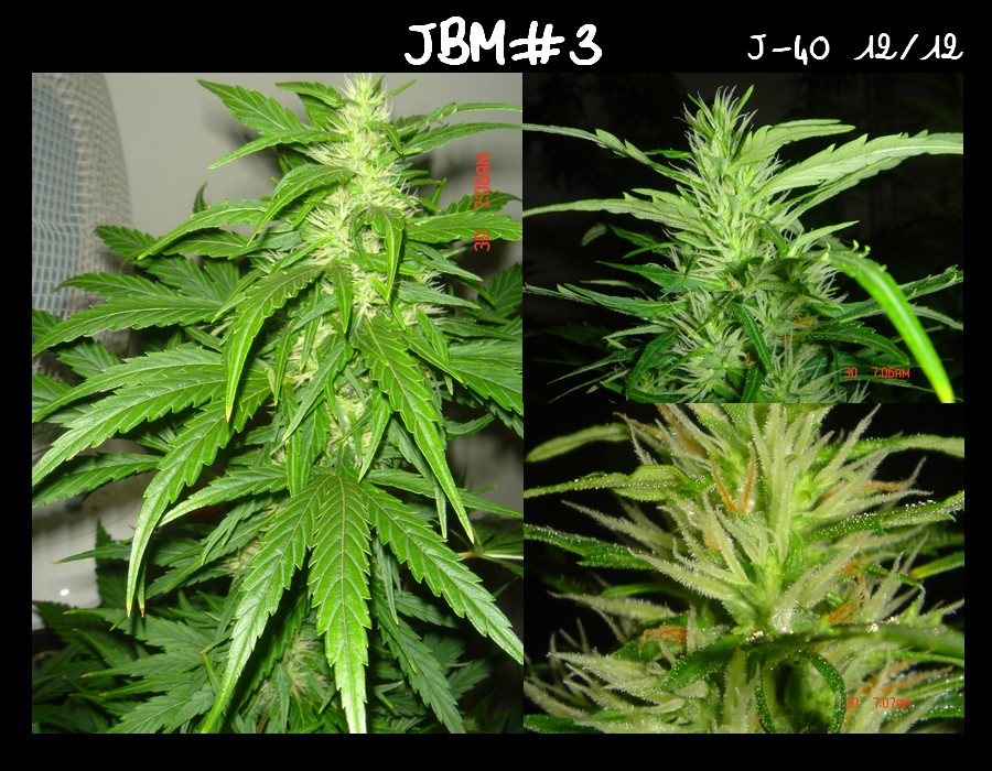 JBM#3 diap.jpg