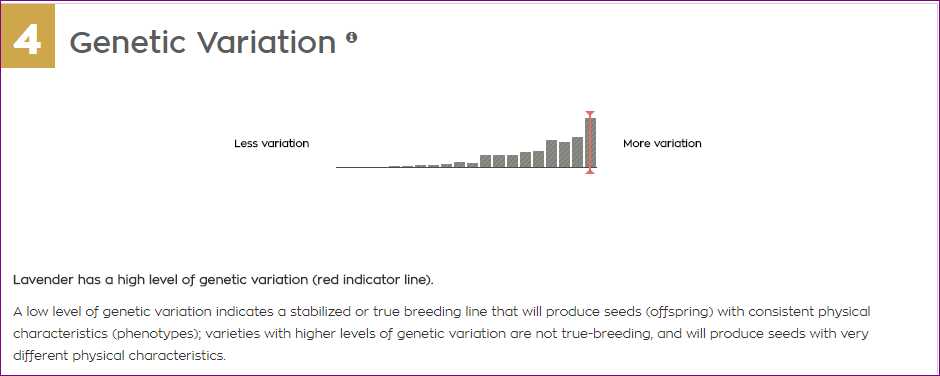 Lavender grafic.PNG
