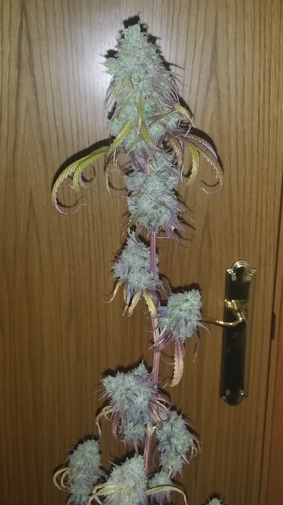 peyote cosecha punta gggg.jpg