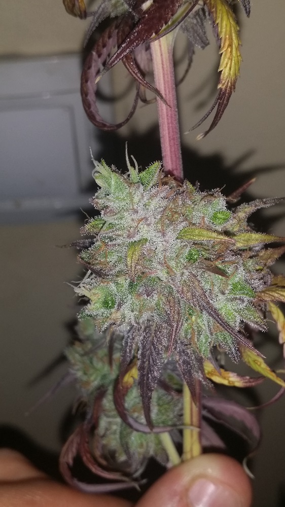 peyote cosecha internodo 2 ggggg.jpg
