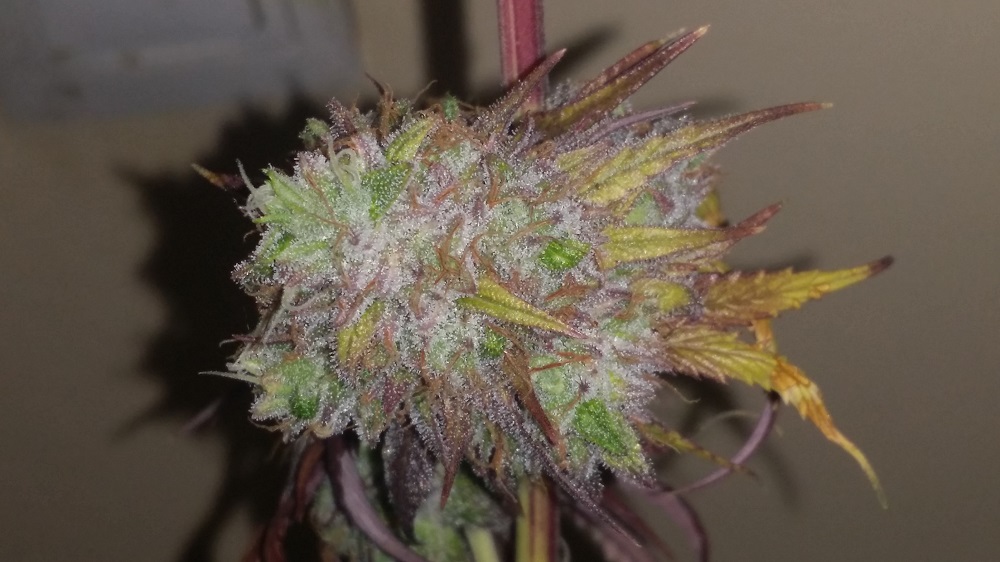 peyote cosehca internodo zoom ggg.jpg