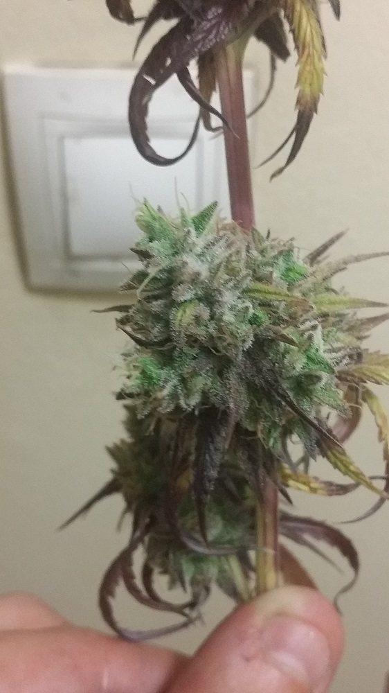peyote cosecha sin flash ggg.jpg